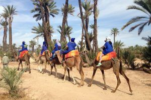paseo_camello_marrakech_palmeral_maventur_5