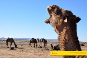 camella-dromedarios-merzouga-camellos-maventur-montar-camello-viajes