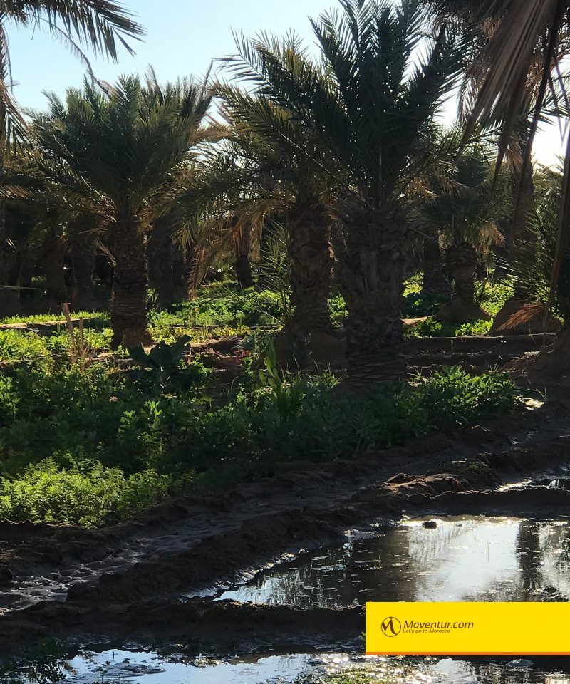 palmeral-oasis-hassilabied-maventur-visita