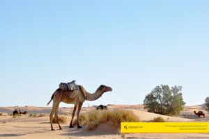 zoco-especias-marrakech-tour-maventur