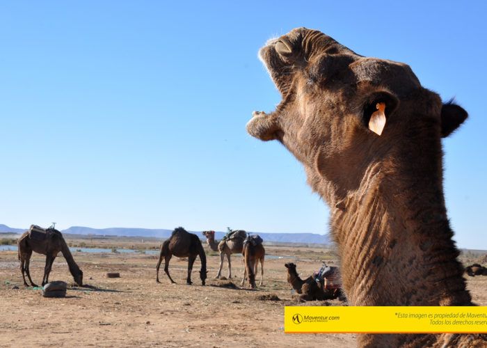 camella-dromedarios-merzouga-camellos-maventur-montar-camello-viajes