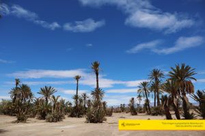 maventur palmeral de skoura tour
