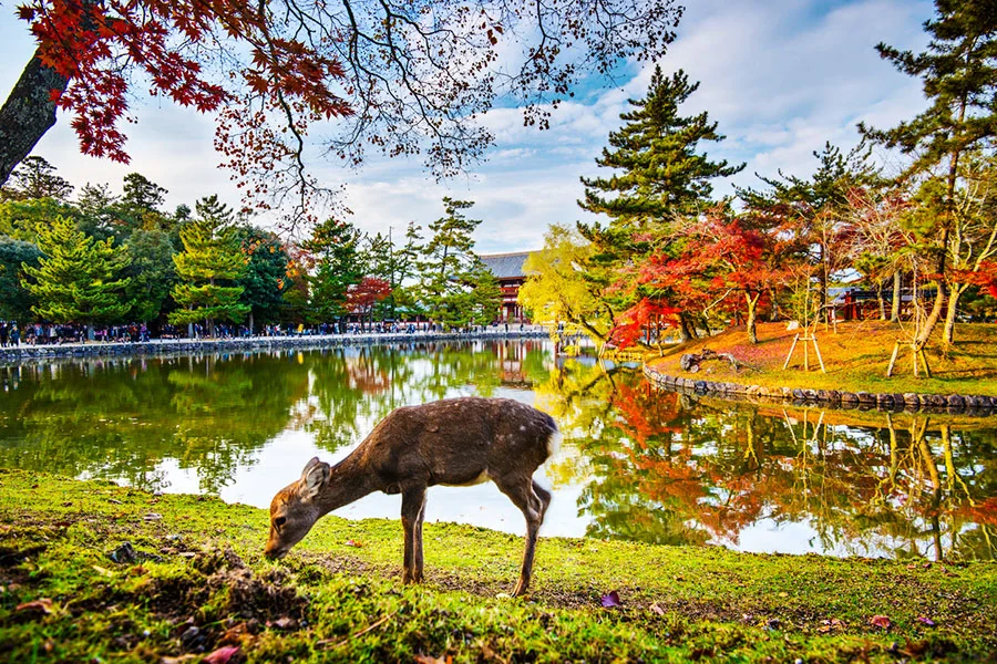 Nara Japon
